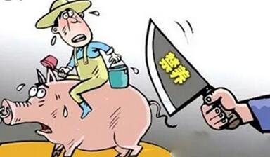 禁限养倒逼行业大洗牌,未来养猪的出路在哪里?