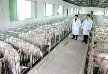 养猪场中猪群结构与存栏头数的计算
