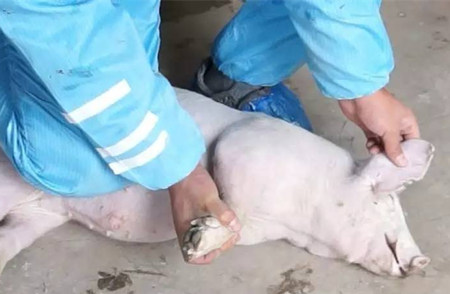 仔猪耳静脉推注，学一招江湖救急！
