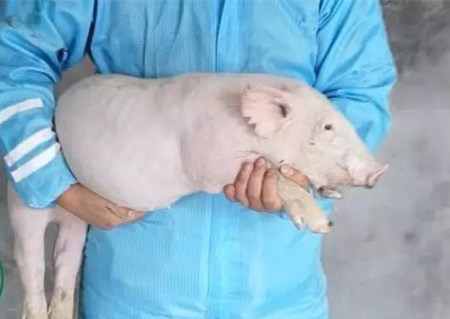 仔猪耳静脉推注，学一招江湖救急！