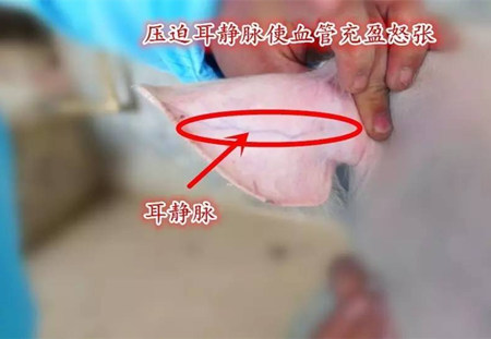 仔猪耳静脉推注，学一招江湖救急！