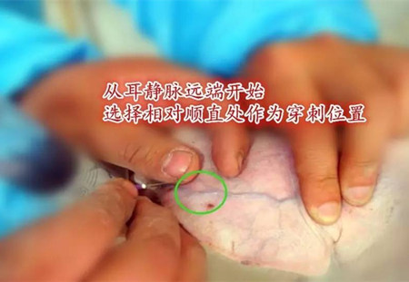 仔猪耳静脉推注，学一招江湖救急！