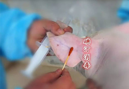 仔猪耳静脉推注，学一招江湖救急！