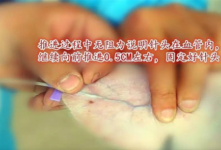 仔猪耳静脉推注，学一招江湖救急！