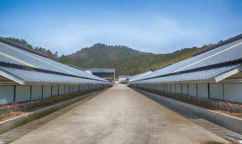 我和丁磊养的猪“睡”了一夜,哎!人不如猪啊……