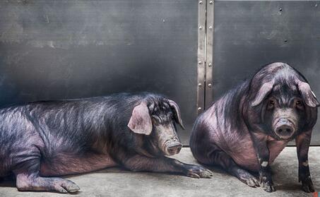 我和丁磊养的猪“睡”了一夜,哎!人不如猪啊……