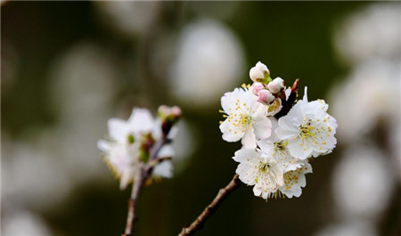 夜暖风堆白雪，樱桃花开银河泻