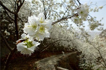 夜暖风堆白雪，樱桃花开银河泻