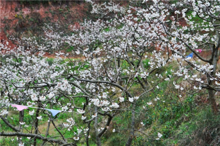 夜暖风堆白雪，樱桃花开银河泻