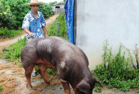 与猪价的波动相比 2017年环保空前加压才是可怕