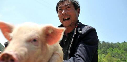 中小型猪场应该如何劈新路谋发展?这三点建议不错……