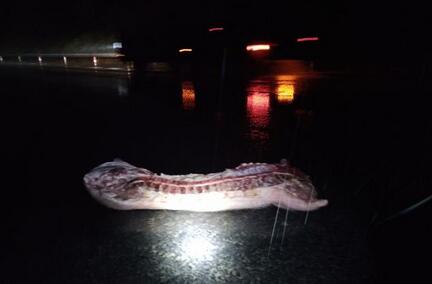 杭金衢高速凌晨发生一起车祸 地上一大片生猪肉