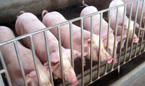 男子零首付"买"走28头生猪被拘 称出狱后会还猪款
