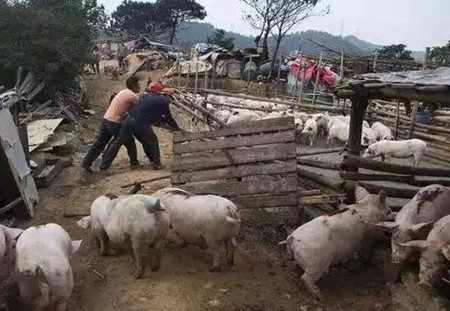 律师：养殖场关拆应有合法补偿，禁养区也不例外