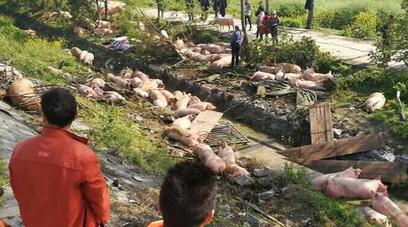 司机高速上打盹致翻车 百头猪死伤过半损失20万