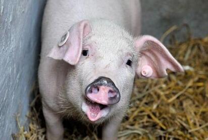 餐厨垃圾养猪：当地不收，“都卖到别的地方了”