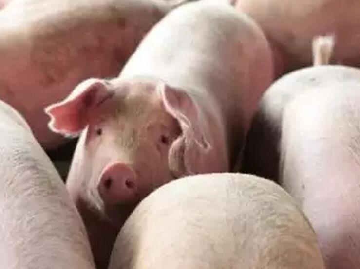 北方猪价小幅下行 南方基本止跌,抵触情绪增加 难改回落局面!