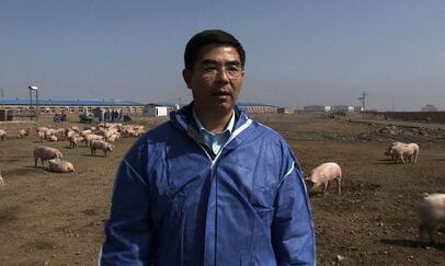 养猪场盖好了场长却跑了,房产商跨界养猪终成翘楚!