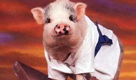 无语！猪场正常生产却被举报生产地沟油