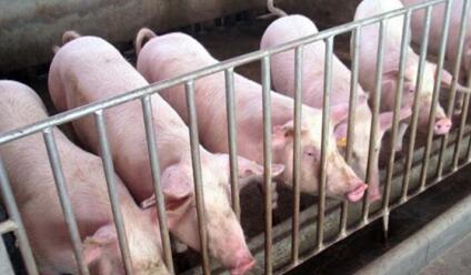 养猪人：进猪50头 给大家扯扯哪些养殖成本，进来听听