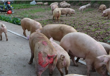 狠!一天拆8家猪场,光泽县集中整治生猪养殖污染!