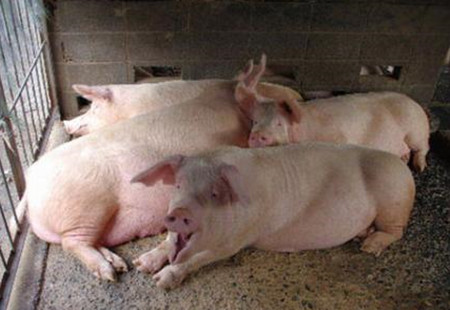 苹果叶竟然可以拿来养猪，看聪明人是如何变废为宝的