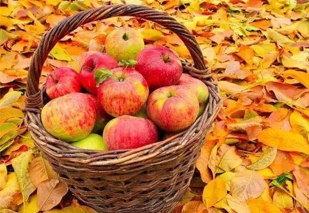 苹果叶竟然可以拿来养猪，看聪明人是如何变废为宝的