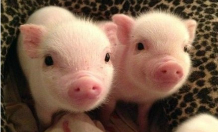 猪场在限养区,留下还是走人?