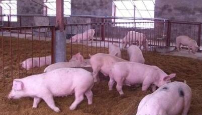 男子因猪相亲泡汤 邻居养猪场散发异味让相亲对象嫌弃