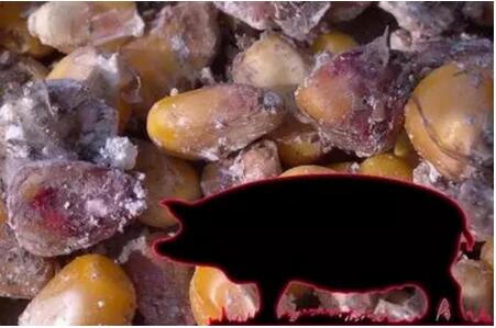 3种常见的霉菌毒素对猪群危害极大,必须重视!