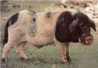 新希望六和年报公布--“两端”战略稳步推进 农牧食品净利增幅100%