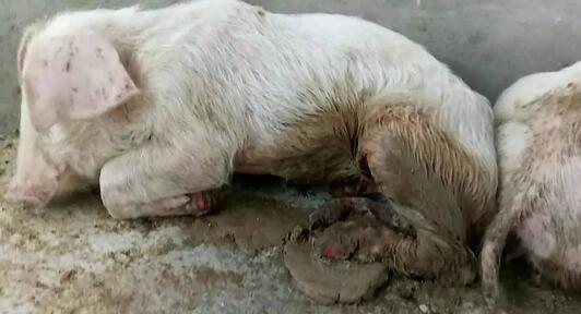 警惕!仔猪混感葡萄球菌、口蹄疫死亡率高