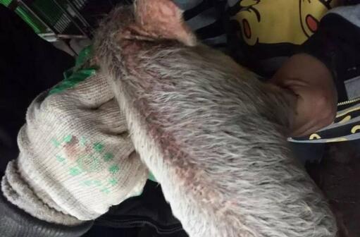 警惕!仔猪混感葡萄球菌、口蹄疫死亡率高