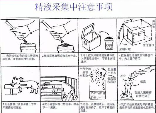 影响猪精液保存的关键因素以及精液采集注意事项