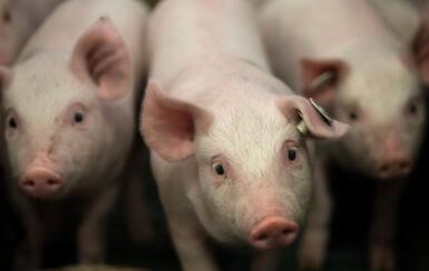 收费站内运猪货车追尾大货车 收费员与死神擦肩而过