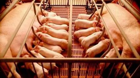 母猪泌乳量高低鉴别法,赶紧收藏!