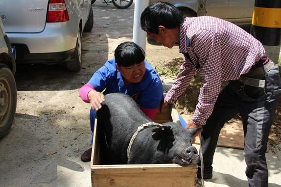 岳西县经科委送扶贫黑猪下乡 助贫困户脱贫
