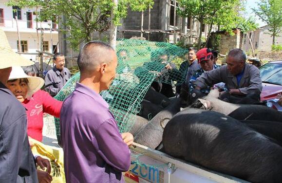 岳西县经科委送扶贫黑猪下乡 助贫困户脱贫