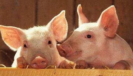 广西:"扶贫猪"出栏 贫困户分红 户均年收入可达一万元