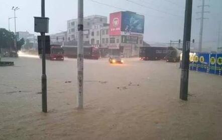 广州突降特大暴雨:市民客厅养鱼 生猪街头游泳