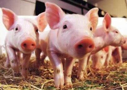 仔猪生长三要三不要！记住这些养好仔猪