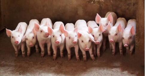 "扶贫猪"都有了！贫困户分红，户均年收入可达一万元！