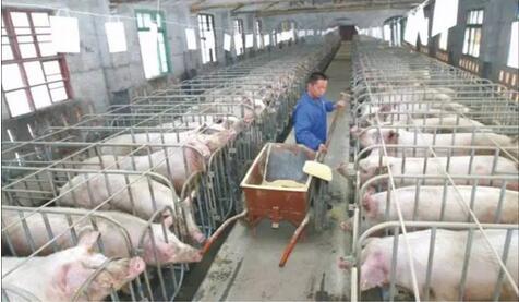 "扶贫猪"都有了！贫困户分红，户均年收入可达一万元！