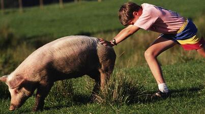 过了过了！环保示范猪场也被无偿拆除