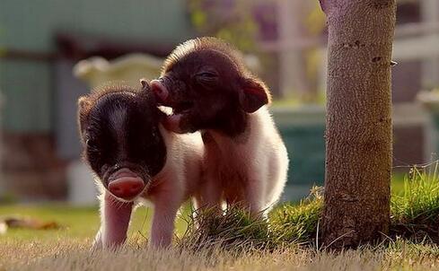 4月CPI同比上涨1.2% 猪价整体在下降