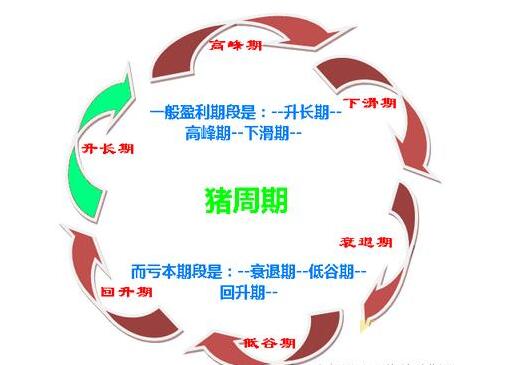 猪价暴跌，进口猪肉、走私猪肉、屠企压价，猪周期持问题续发酵
