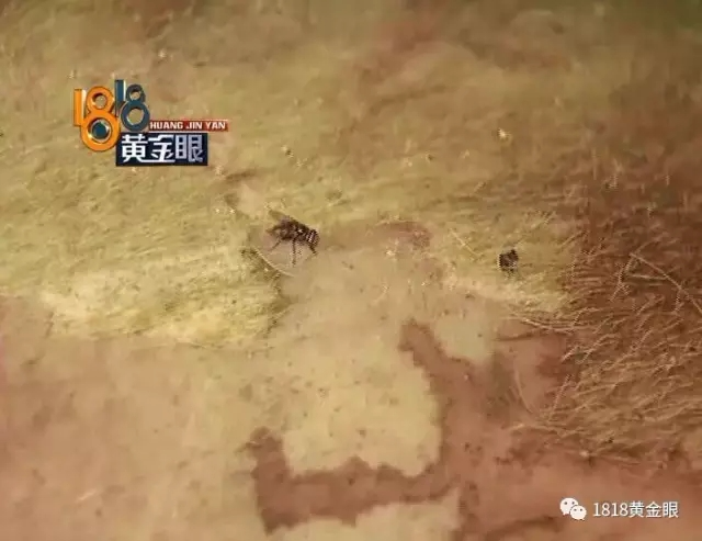 惊悚!每到午夜时分 这间屋子传出刺耳响亮声