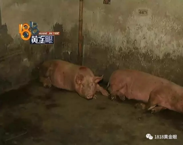 惊悚!每到午夜时分 这间屋子传出刺耳响亮声