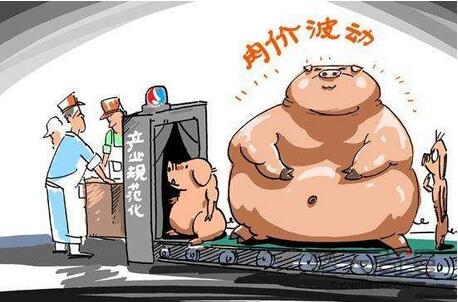 猪价跌破7 豆粕连日下跌 唯有玉米保持较强走势