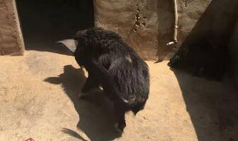 养殖户百余头＂人参猪＂被偷损失惨重：1头公猪值2万！